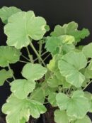 Pelargonium Atomic Snowflake