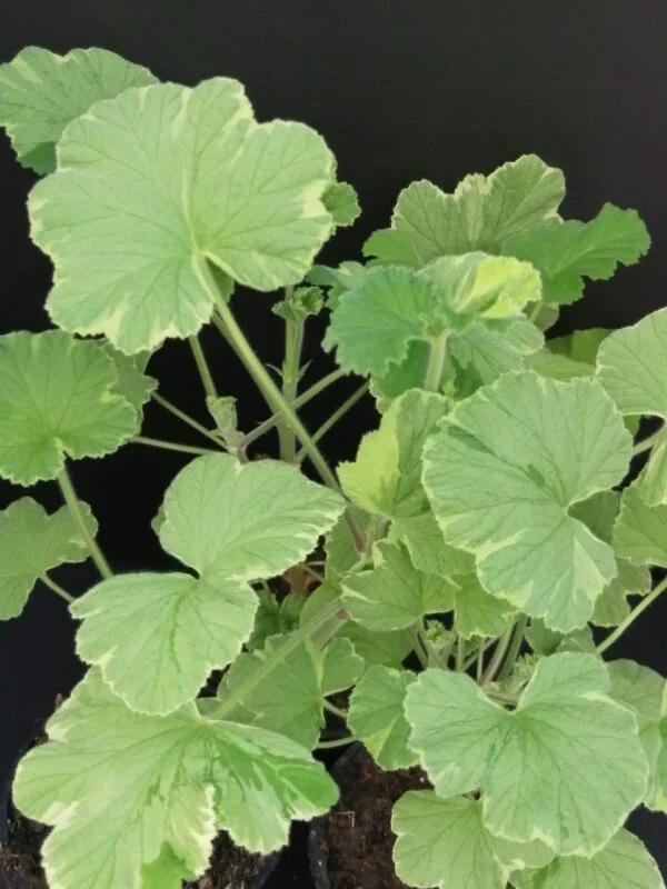 Pelargonium abrotanifolium, foto 25