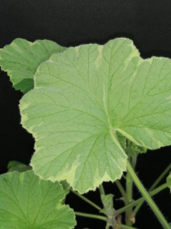 Pelargonium abrotanifolium, foto 26