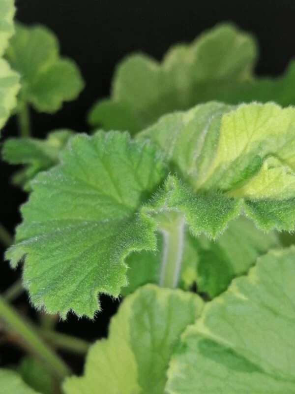 Pelargonium abrotanifolium, foto 27