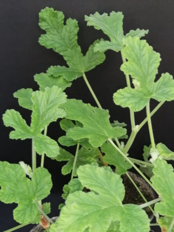 Pelargonium tomentosum, foto 4