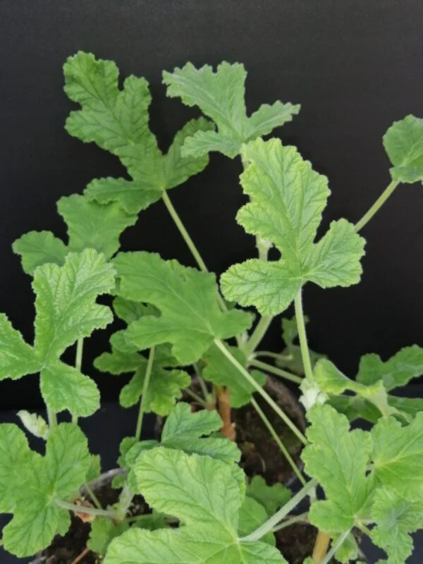 Pelargonium tomentosum, foto 5