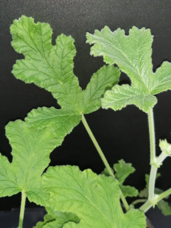 Pelargonium tomentosum, foto 6