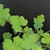 Pelargonium tomentosum, pianta da esterno