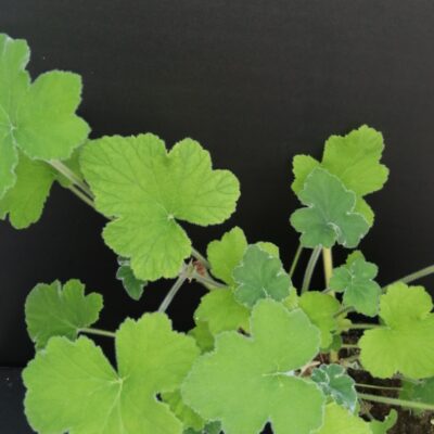 Pelargonium tomentosum