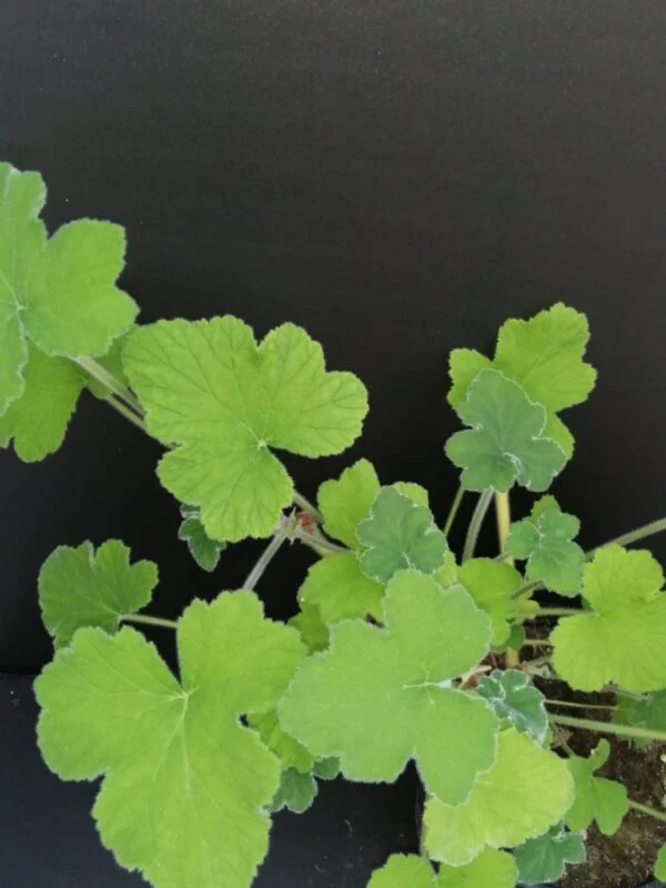 Pelargonium tomentosum, pianta da esterno