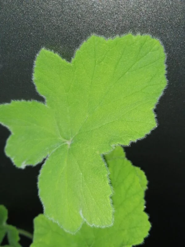 Pelargonium tomentosum, foto 2