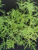 Pelargonium denticulatum var. Filicifolium