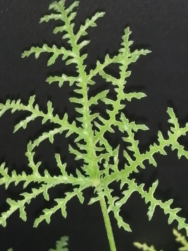 Pelargonium denticulatum var. Filicifolium, foto 2