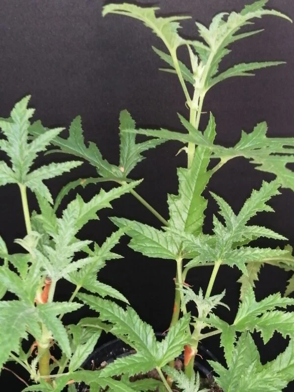 Pelargonium denticulatum, pianta da esterno