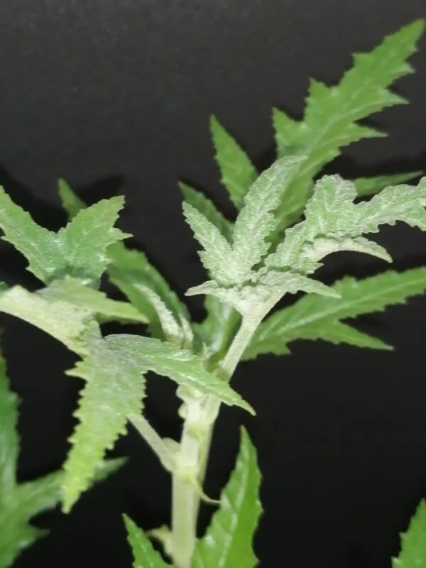 Pelargonium denticulatum, foto 2