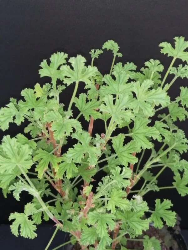 Pelargonium Lemon Kiss, foto 2