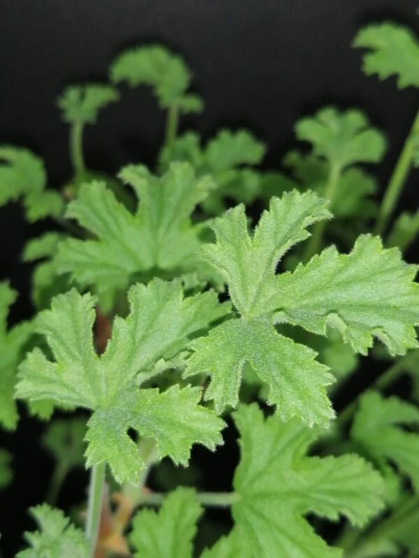 Pelargonium Lemon Kiss, foto 3