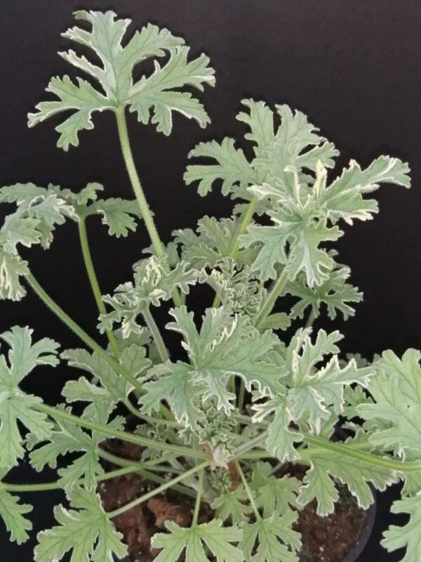 Pelargonium abrotanifolium, foto 32