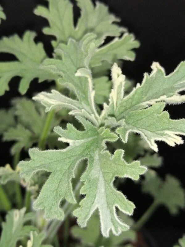 Pelargonium abrotanifolium, foto 33