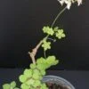 Pelargonium abrotanifolium, foto 34