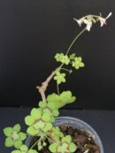 Pelargonium mutans