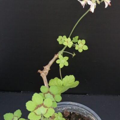 Pelargonium mutans