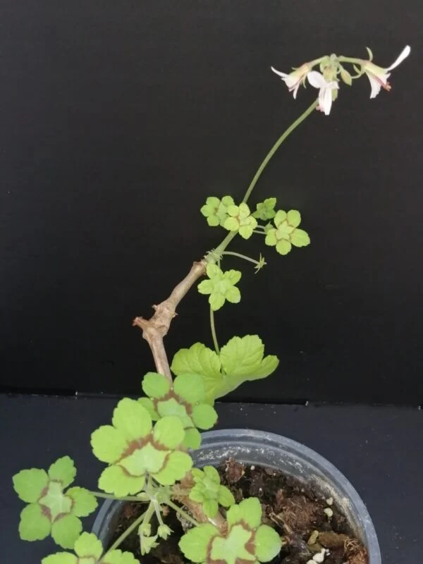 Pelargonium abrotanifolium, foto 34
