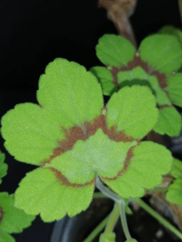 Pelargonium abrotanifolium, foto 35