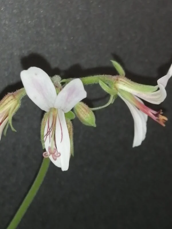 Pelargonium abrotanifolium, foto 36