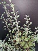 Pelargonium abrotanifolium