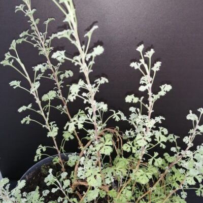 Pelargonium abrotanifolium