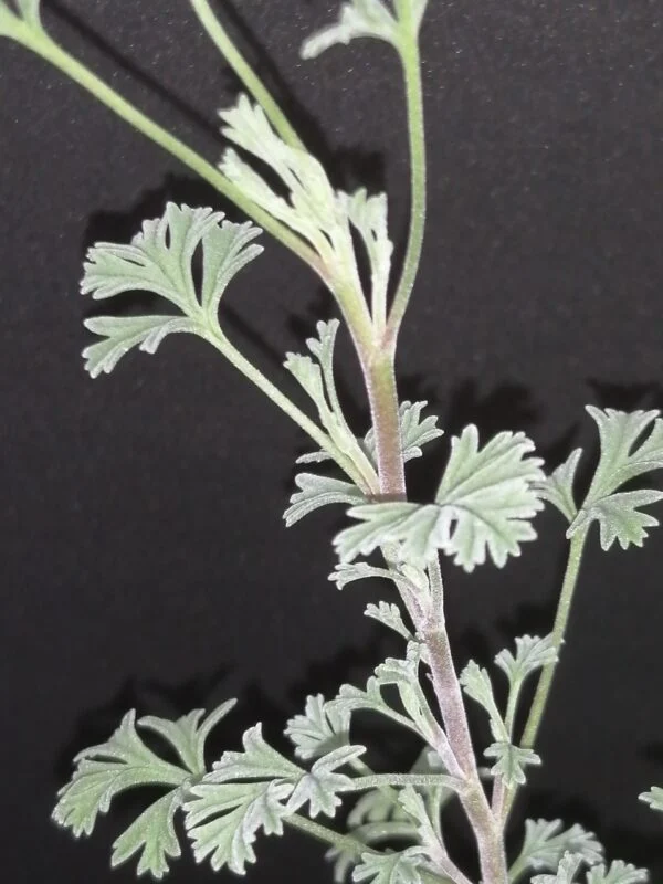 Pelargonium abrotanifolium, foto 2