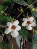 Codonanthe crassifolia