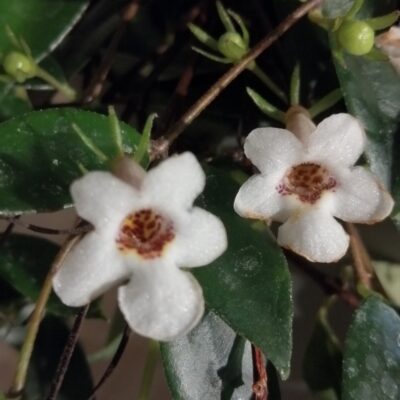 Codonanthe crassifolia