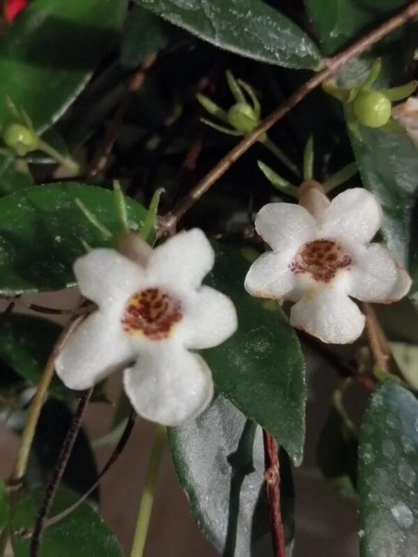 Codonanthe crassifolia, pianta da interno