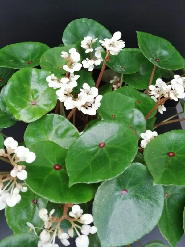 Begonia conchifolia var. rubrimacula, foto 3