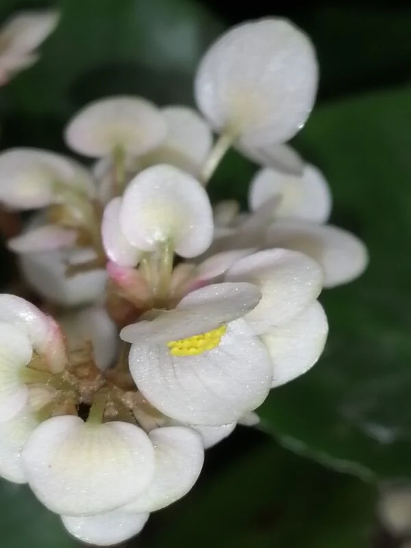 Begonia conchifolia var. rubrimacula, foto 4