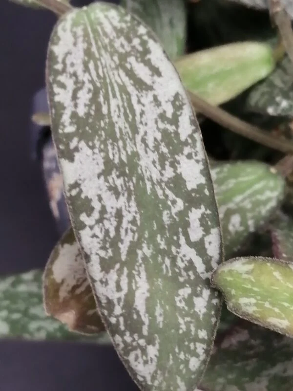 Hoya sigillatis, foto 2