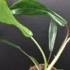 Philodendron joepii, pianta da interno