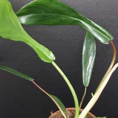 Philodendron joepii
