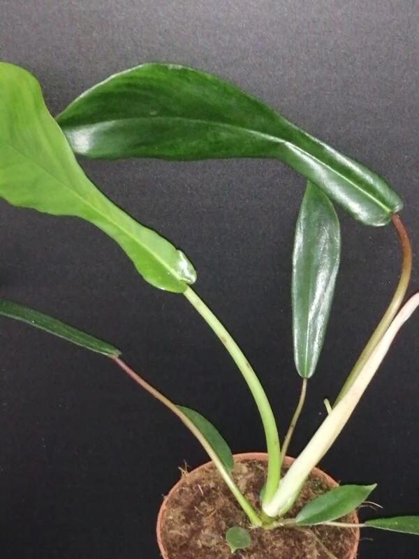 Philodendron joepii, pianta da interno