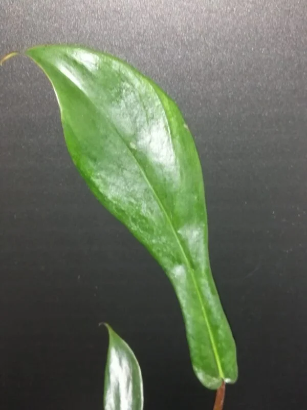 Philodendron joepii, foto 2