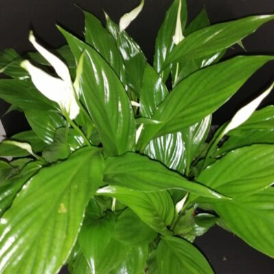 Spatiphyllum nano in ciotola