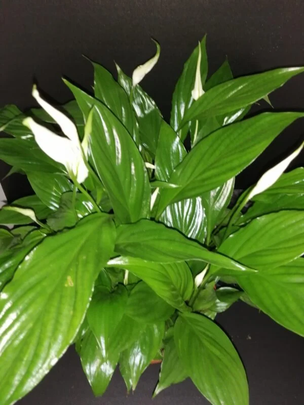 Spatiphyllum nano in ciotola, pianta da interno