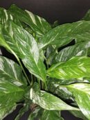 Spatiphyllum Diamond Variegata