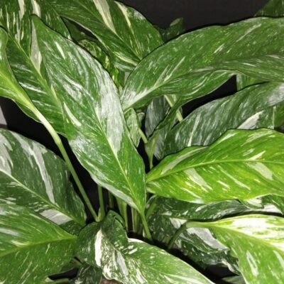 Spatiphyllum Diamond Variegata