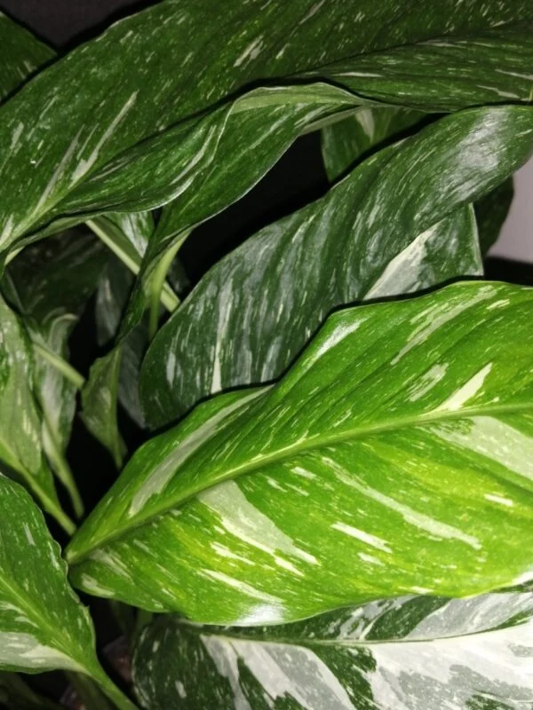 Spathiphyllum Diamond Variegata, foto 2