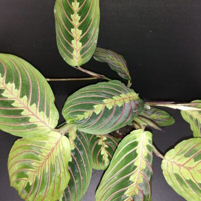 Maranta Tricolor
