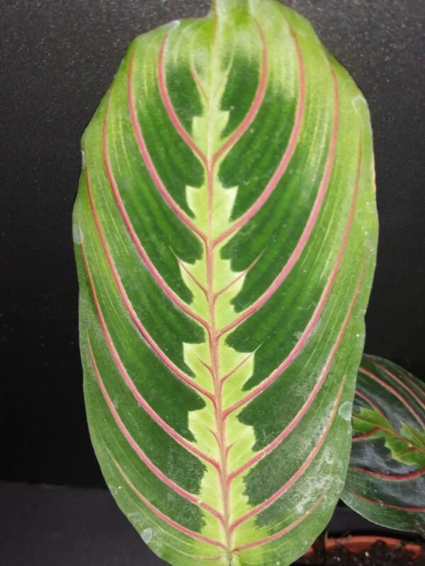Maranta Tricolor, foto 2