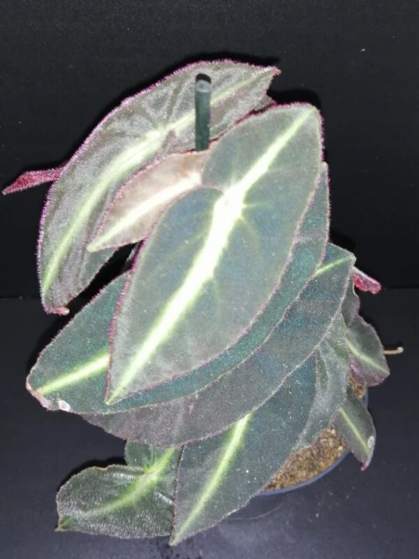 Alocasia tigrina, foto 13