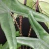 Alocasia tigrina, pianta da interno