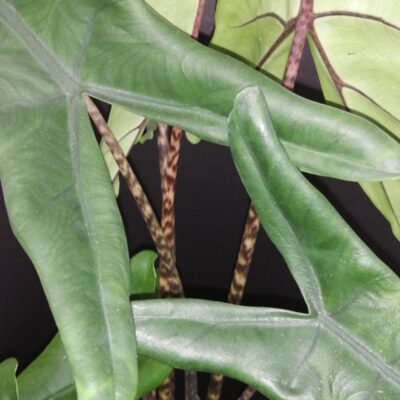 Alocasia tigrina