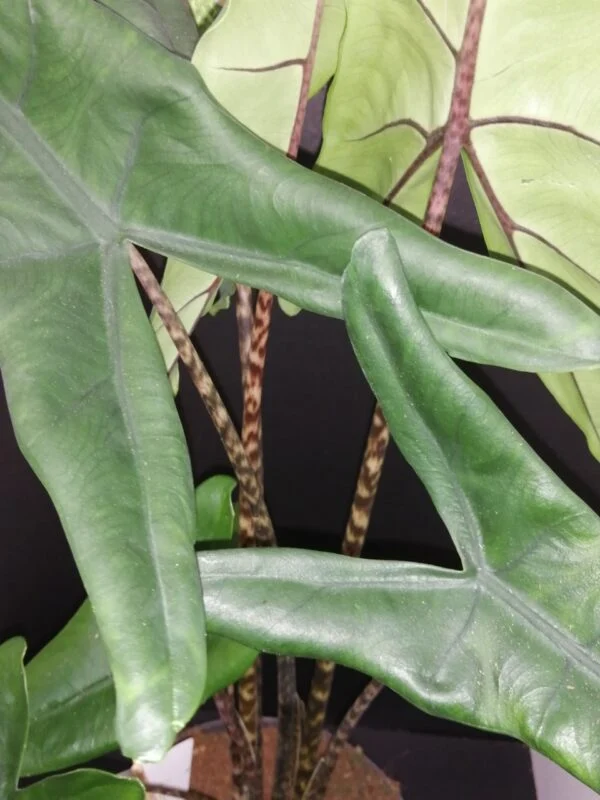 Alocasia tigrina, pianta da interno
