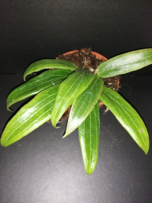 Hoya soligamiana, pianta da interno